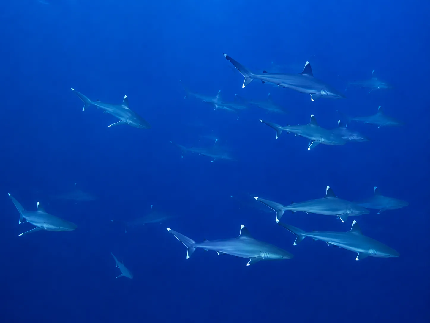 Shark encounter during a guided dive in Fuvahmulah
